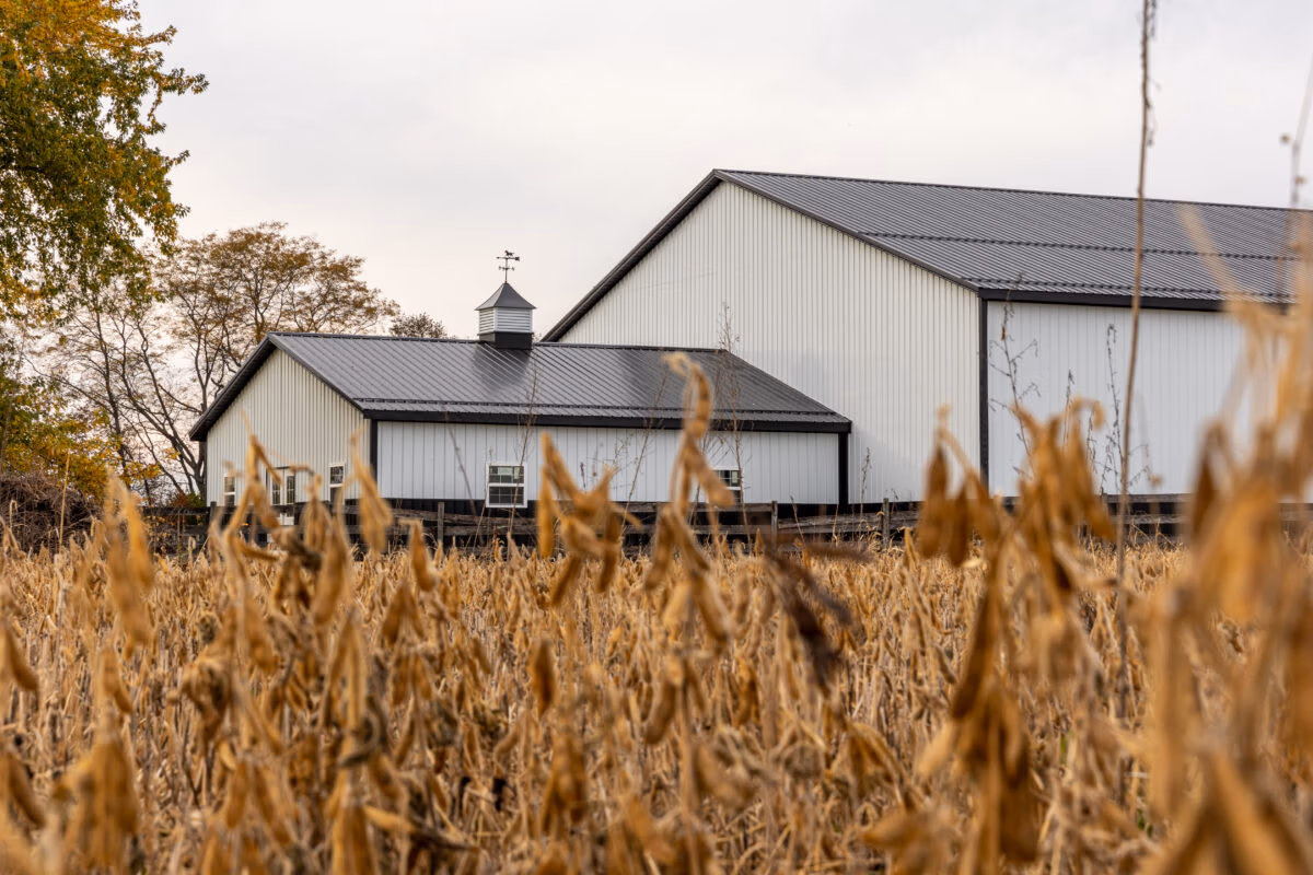 White metal barn with gray roof and cupola topped with weathervane, surrounded by dried grain field in autumn